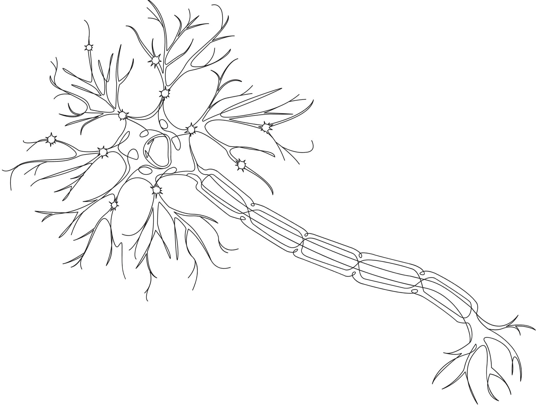 A drawing of a neuron