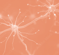 Neurons with synapses lit up in a lighter color.